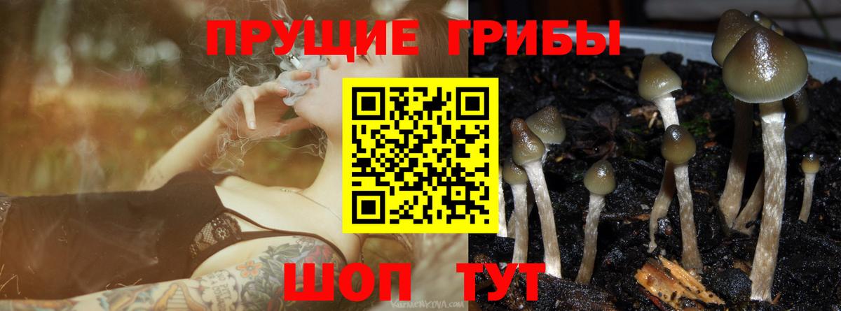 Псилоцибиновые грибы GOLDEN TEACHER  продажа наркотиков  Саров  Вход с VPN 